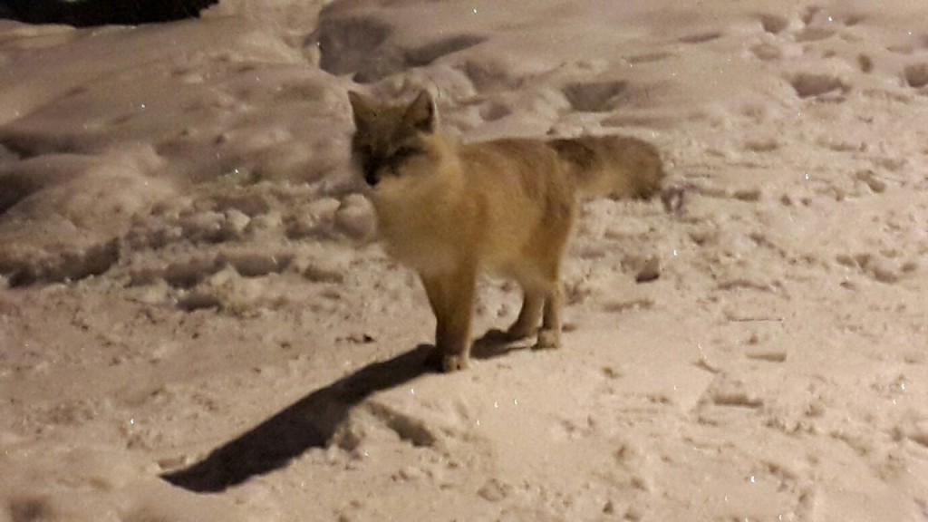 Городская лисица