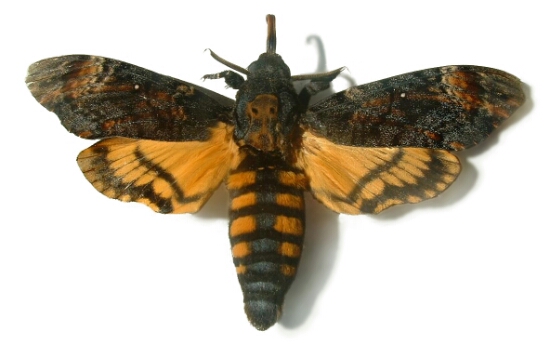 Acherontia_atropos01.jpg image