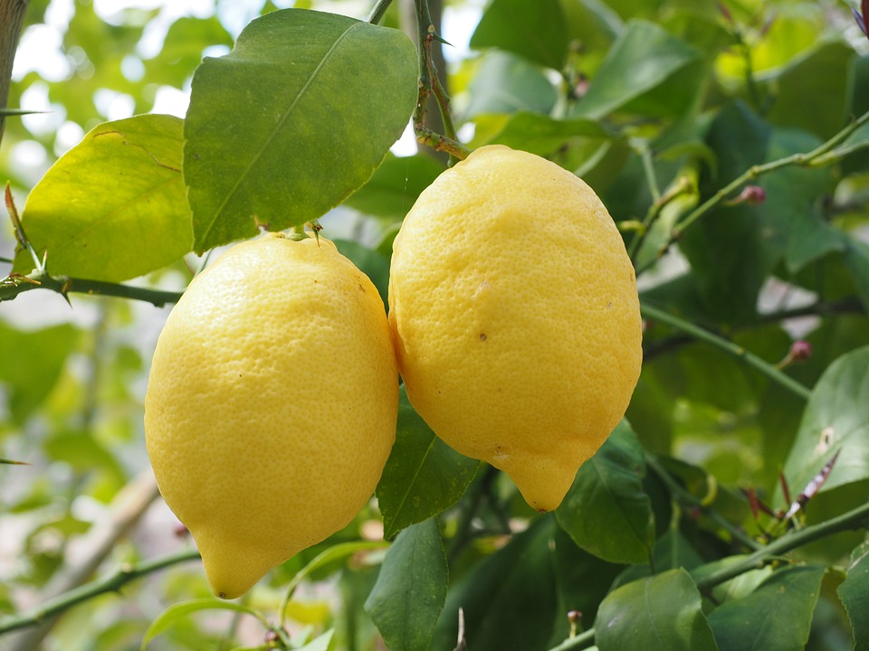 Два лимона