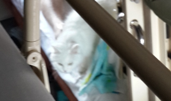 Белая кошка в купе